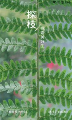 探枝手机软件app截图